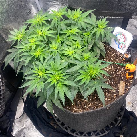 Milky Way F1 (Royal Queen Seeds) growlog timeline photo