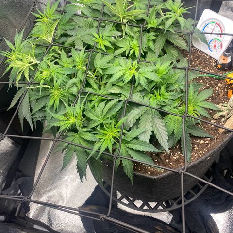 Milky Way F1 (Royal Queen Seeds) growlog timeline photo