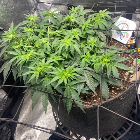 Milky Way F1 (Royal Queen Seeds) growlog timeline photo