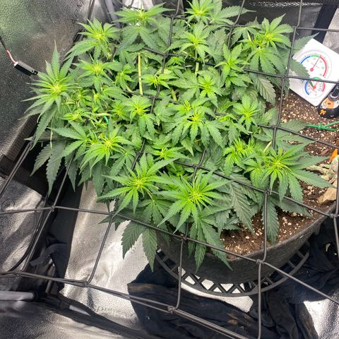 Milky Way F1 (Royal Queen Seeds) growlog timeline photo