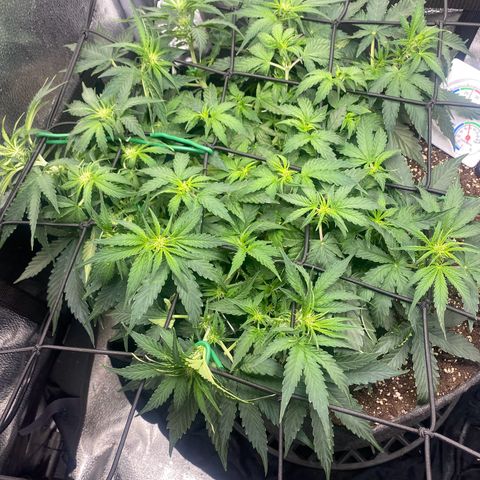 Milky Way F1 (Royal Queen Seeds) growlog timeline photo
