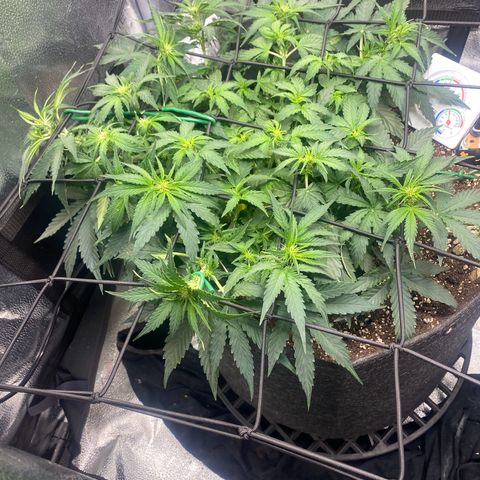 Milky Way F1 (Royal Queen Seeds) growlog timeline photo