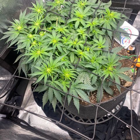Milky Way F1 (Royal Queen Seeds) growlog timeline photo