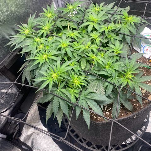 Milky Way F1 (Royal Queen Seeds) growlog timeline photo