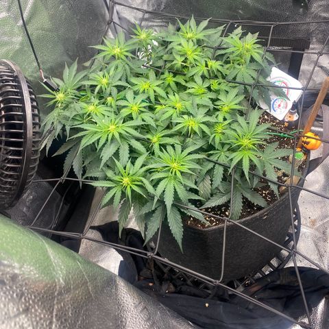 Milky Way F1 (Royal Queen Seeds) growlog timeline photo