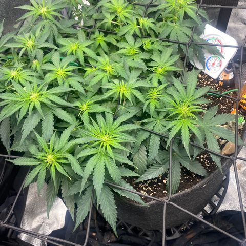 Milky Way F1 (Royal Queen Seeds) growlog timeline photo