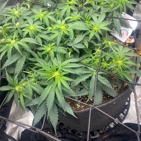 Milky Way F1 (Royal Queen Seeds) growlog timeline photo