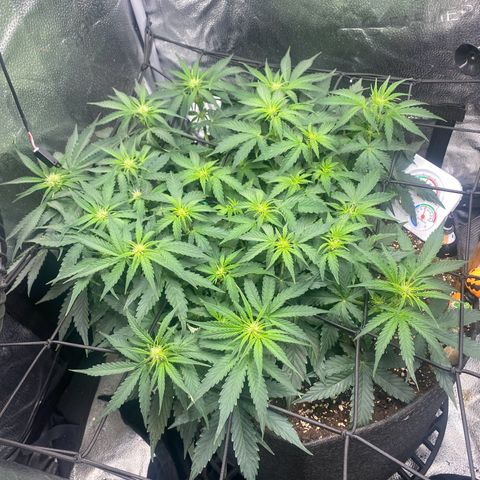 Milky Way F1 (Royal Queen Seeds) growlog timeline photo