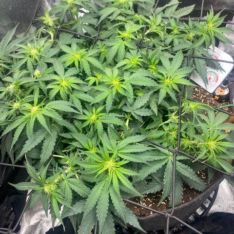 Milky Way F1 (Royal Queen Seeds) growlog timeline photo