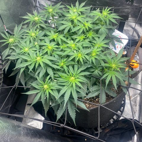 Milky Way F1 (Royal Queen Seeds) growlog timeline photo