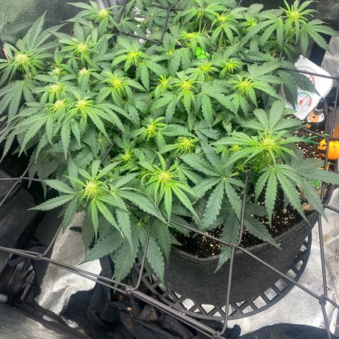 Milky Way F1 (Royal Queen Seeds) growlog timeline photo