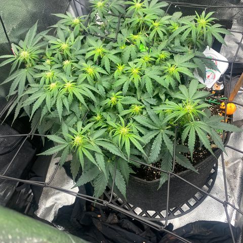 Milky Way F1 (Royal Queen Seeds) growlog timeline photo