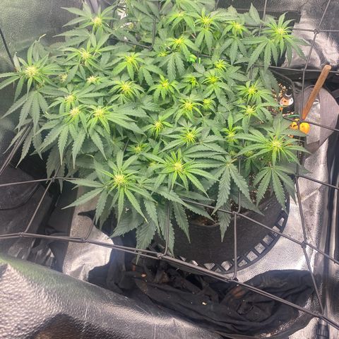 Milky Way F1 (Royal Queen Seeds) growlog timeline photo
