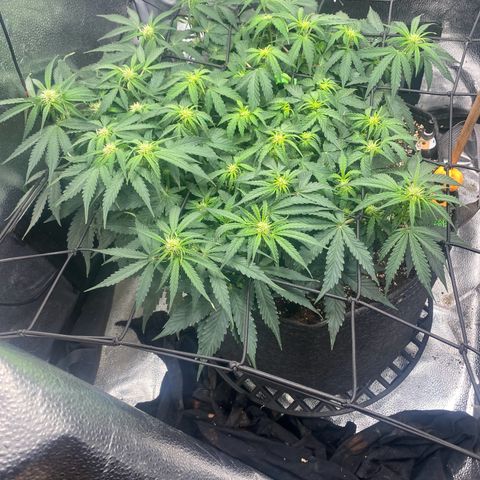 Milky Way F1 (Royal Queen Seeds) growlog timeline photo