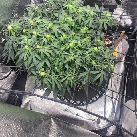Milky Way F1 (Royal Queen Seeds) growlog timeline photo