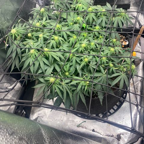 Milky Way F1 (Royal Queen Seeds) growlog timeline photo