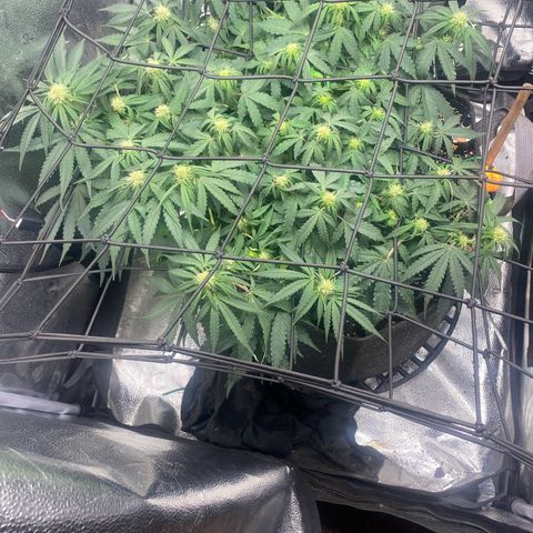 Milky Way F1 (Royal Queen Seeds) growlog timeline photo