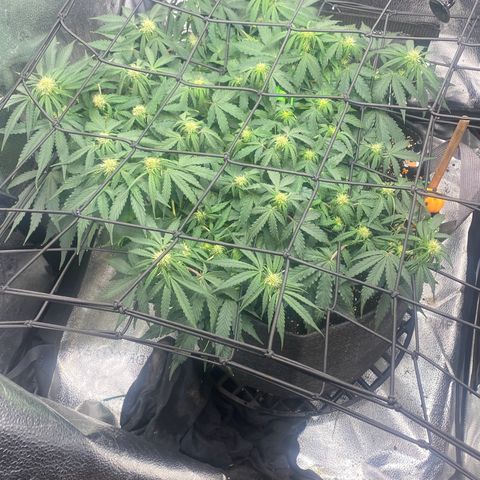 Milky Way F1 (Royal Queen Seeds) growlog timeline photo