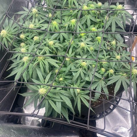 Milky Way F1 (Royal Queen Seeds) growlog photo: 1st pic before light defoliation