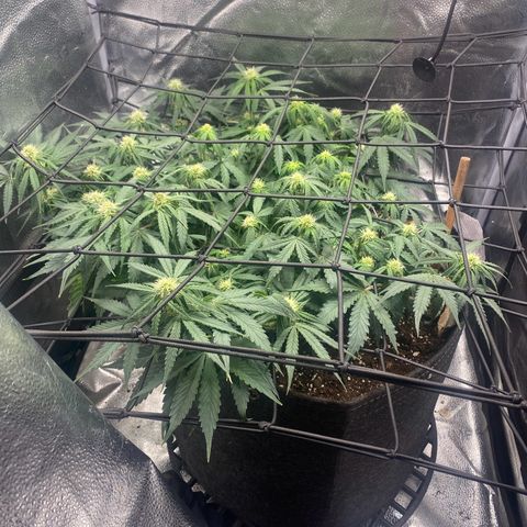 Milky Way F1 (Royal Queen Seeds) growlog photo: 1st pic before light defoliation