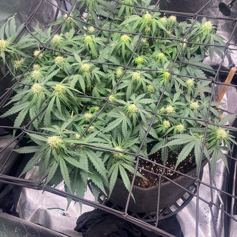 Milky Way F1 (Royal Queen Seeds) growlog timeline photo