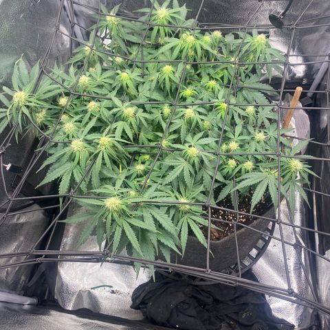 Milky Way F1 (Royal Queen Seeds) growlog timeline photo