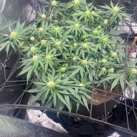 Milky Way F1 (Royal Queen Seeds) growlog timeline photo