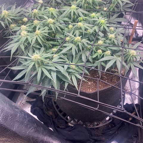 Milky Way F1 (Royal Queen Seeds) growlog timeline photo