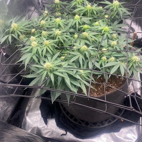 Milky Way F1 (Royal Queen Seeds) growlog timeline photo