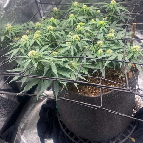 Milky Way F1 (Royal Queen Seeds) growlog timeline photo