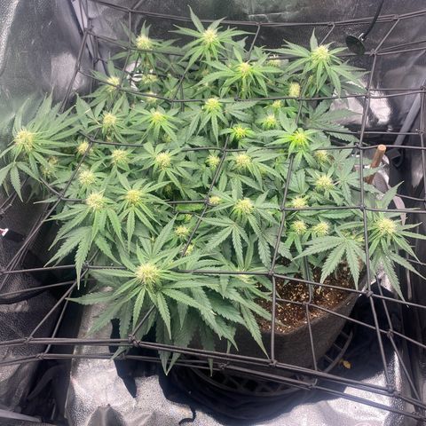 Milky Way F1 (Royal Queen Seeds) growlog timeline photo