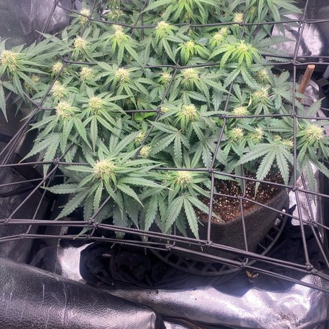 Milky Way F1 (Royal Queen Seeds) growlog timeline photo