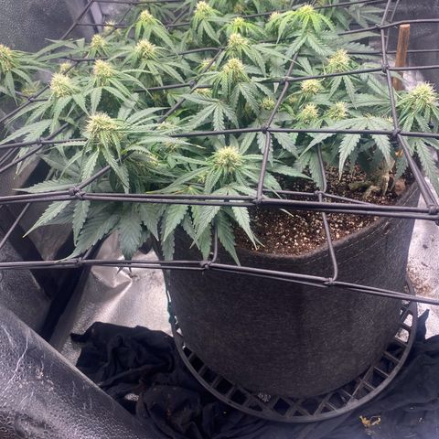 Milky Way F1 (Royal Queen Seeds) growlog timeline photo