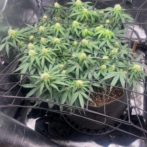 Milky Way F1 (Royal Queen Seeds) growlog timeline photo