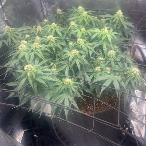 Milky Way F1 (Royal Queen Seeds) growlog timeline photo