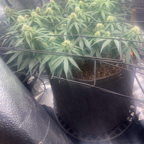 Milky Way F1 (Royal Queen Seeds) growlog timeline photo