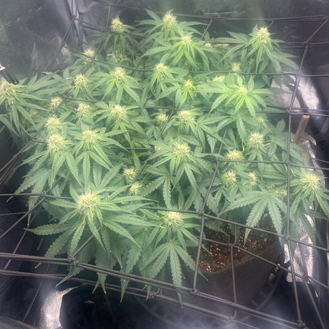 Milky Way F1 (Royal Queen Seeds) growlog timeline photo