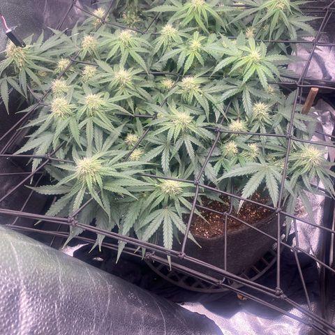 Milky Way F1 (Royal Queen Seeds) growlog timeline photo