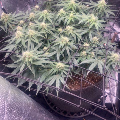 Milky Way F1 (Royal Queen Seeds) growlog timeline photo