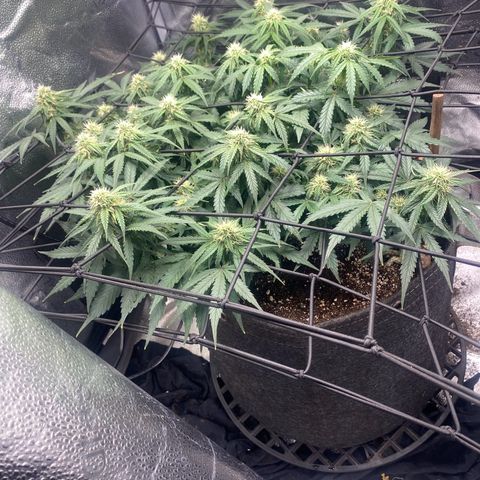 Milky Way F1 (Royal Queen Seeds) growlog timeline photo