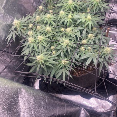 Milky Way F1 (Royal Queen Seeds) growlog timeline photo