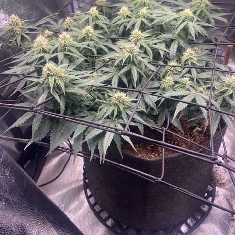 Milky Way F1 (Royal Queen Seeds) growlog timeline photo