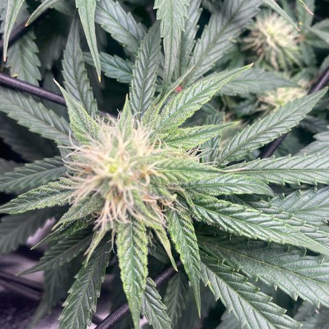 Milky Way F1 (Royal Queen Seeds) growlog timeline photo
