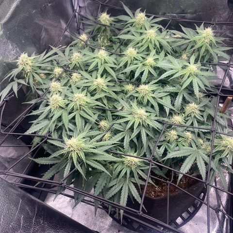 Milky Way F1 (Royal Queen Seeds) growlog timeline photo