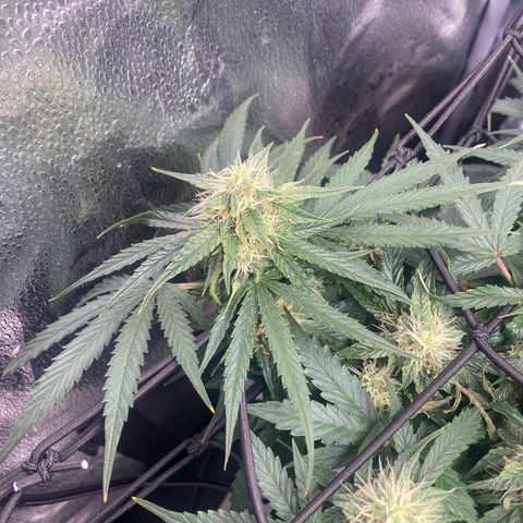Milky Way F1 (Royal Queen Seeds) growlog timeline photo