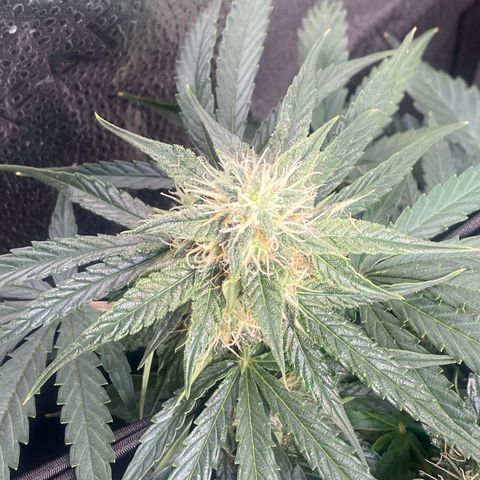 Milky Way F1 (Royal Queen Seeds) growlog timeline photo