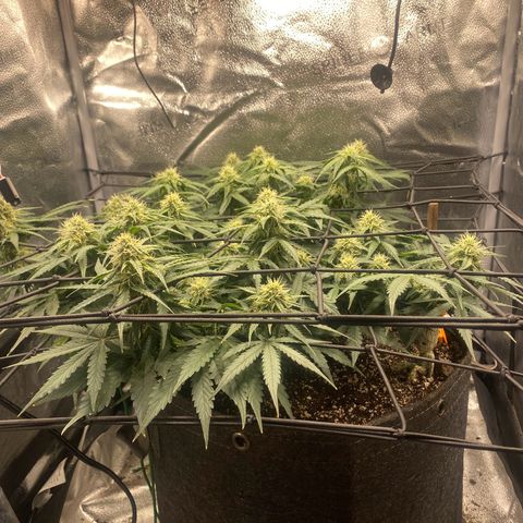 Milky Way F1 (Royal Queen Seeds) growlog timeline photo
