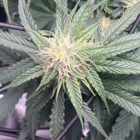 Milky Way F1 (Royal Queen Seeds) growlog timeline photo