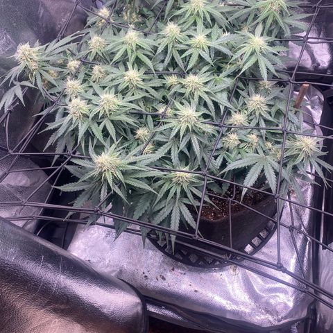 Milky Way F1 (Royal Queen Seeds) growlog timeline photo