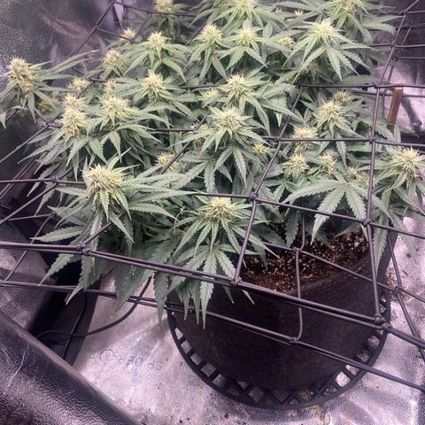 Milky Way F1 (Royal Queen Seeds) growlog timeline photo